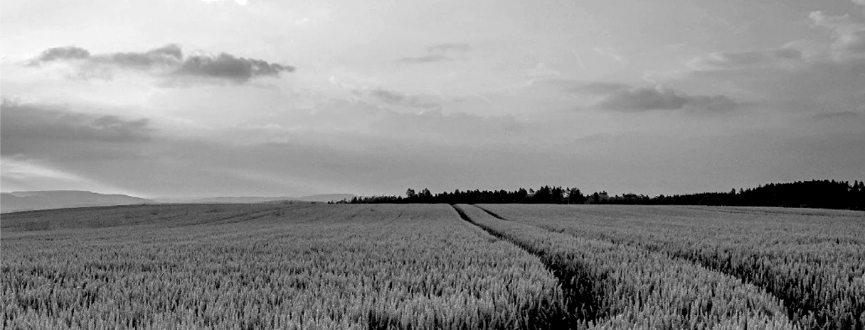 A black and white image of a field of wheat under a moody sky A black and white image of a field of wheat under a moody sky
