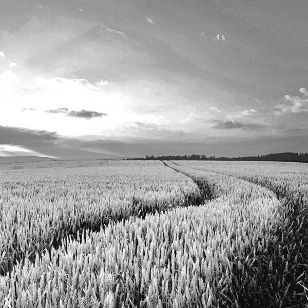 Black and white image of a field
