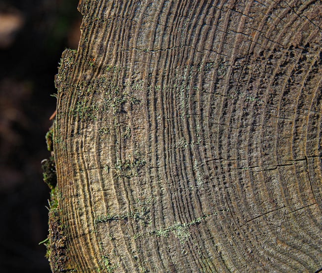 tree-trunk-650x550