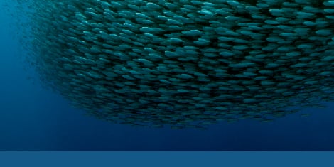 Journal-Three-Column-Ribbon-470x235_Complex-Systems